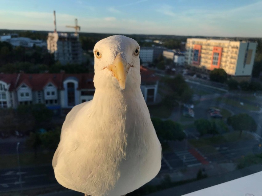 Mewy w mieście. Częściowo chroniony gatunek ptaków, który...