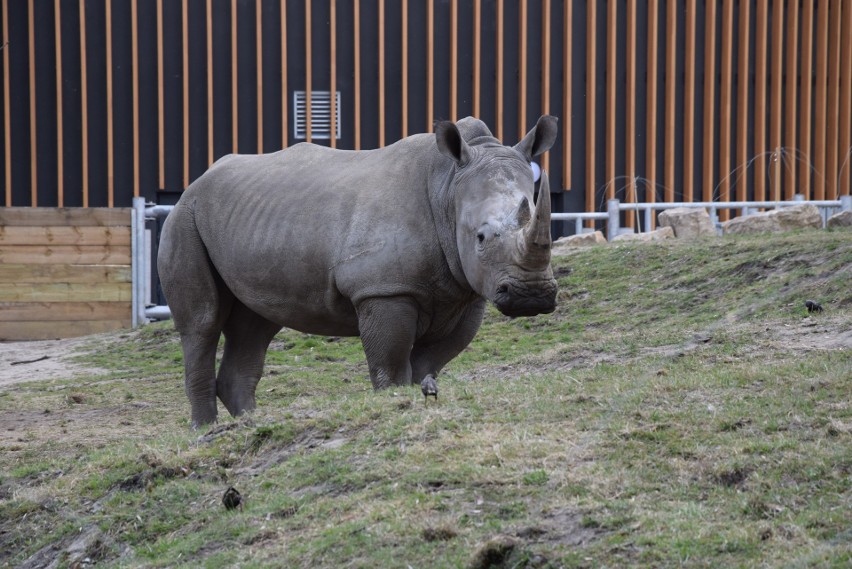 Zwierzęta Śląskiego Ogrodu Zoologicznego