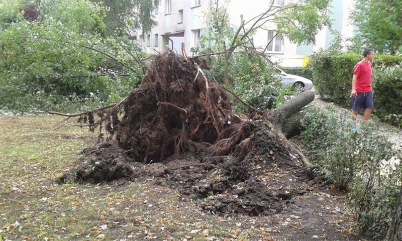 Powalone na forda mondeo drzewo usuwał jeden zastęp...