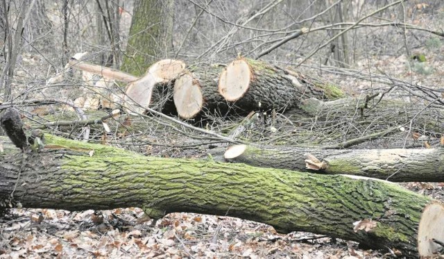 W Niepołomicach takie obrazki są na porządku dziennym. Mieszkańcy są przerażeni