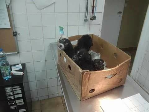 Znaleźli szczeniaki w pudełku w Lasku Borkowskim 