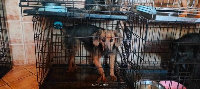 Psy trzymane były w ciasnych i brudnych klatkach na terenie posesji w Garczynie.