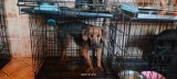 OTOZ Animals interweniowało w Garczynie w gm. Liniewo. Psy przebywały w fatalnych warunkach