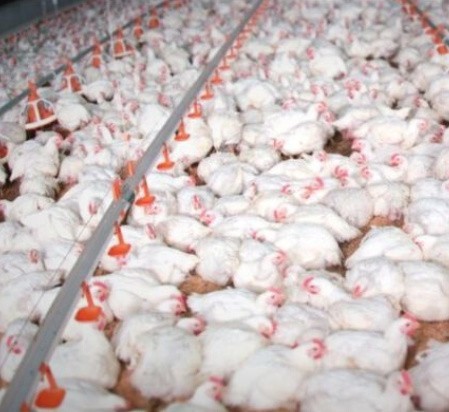 "Przemysłowa hodowla zwierząt nie jest obojętna dla jakości...