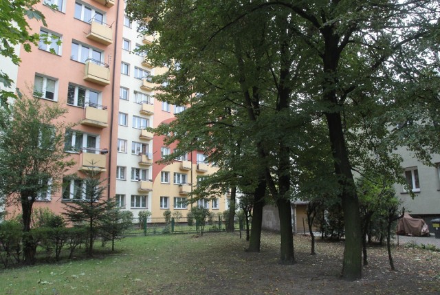 Lipy sprawiają, że mamy ciemno w mieszkaniach - skarży się jedna grupa mieszkańców ulicy Cichej w Radomiu. Druga grupa nie chce pozbywać się zieleni.