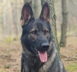 Dzielny Lapis. Policyjny pies z powiatu bialskiego odnalazł zaginionego mężczyznę
