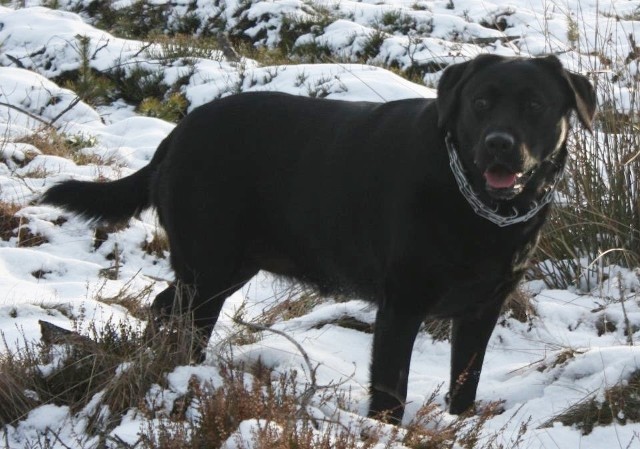 Właściciel szuka tego labradora