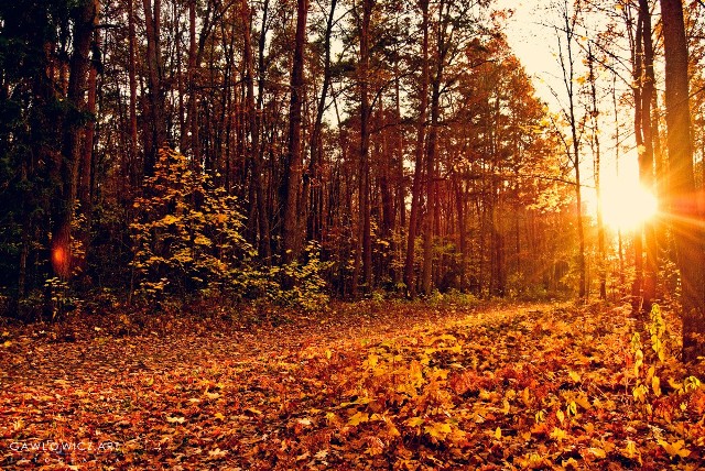 Piękna, złota jesień w powiecie staszowskim na zdjęciach Huberta Gawłowicza. Zobacz więcej na kolejnych slajdach>>>