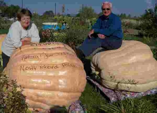 Dynia waży 514 kilogramów.