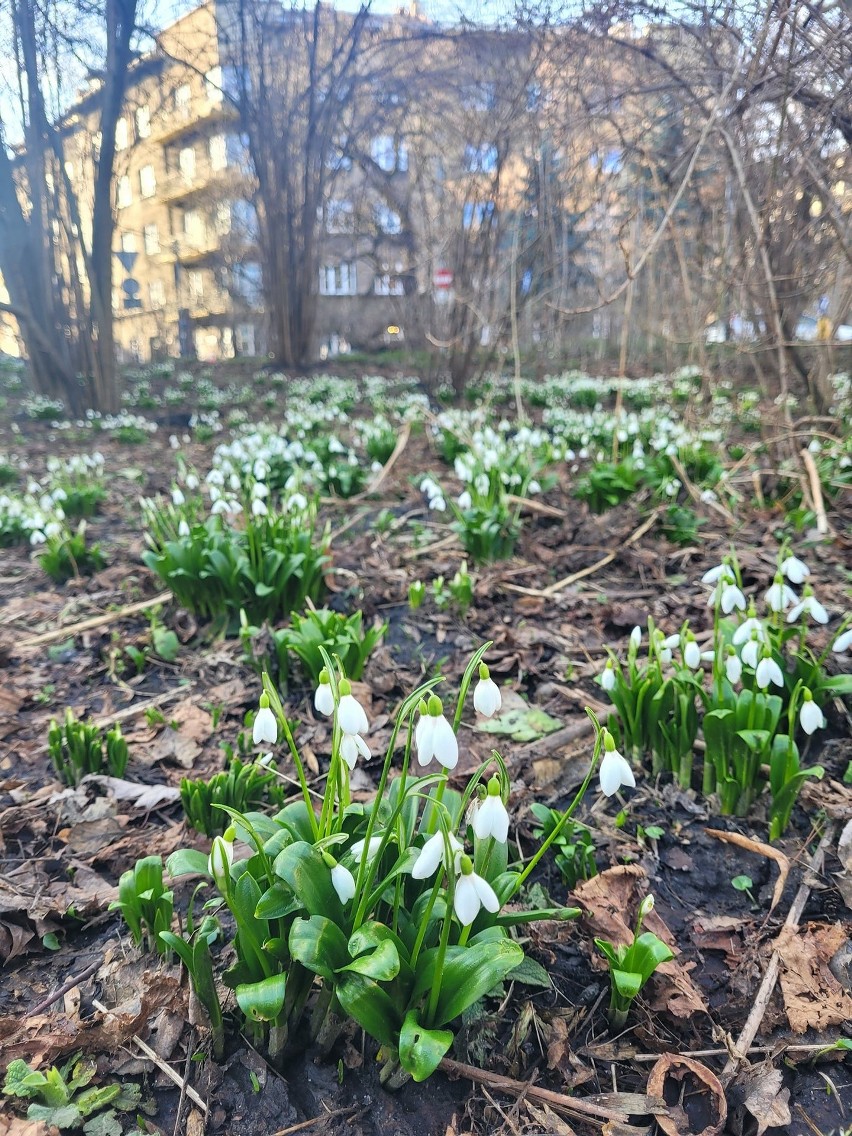 Ferie zimowe? Raczej wiosenne! W Parku Krakowskim już duże oznaki nowej pory roku