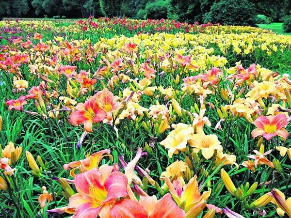 W łódzkim Ogrodzie Botanicznym kwitnie około 14 tysięcy liliowców!