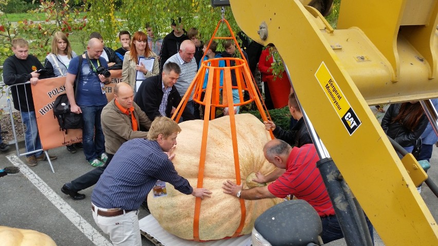 W Krapkowicach padł rekord Polski - największa dynia waży 648,2 kg