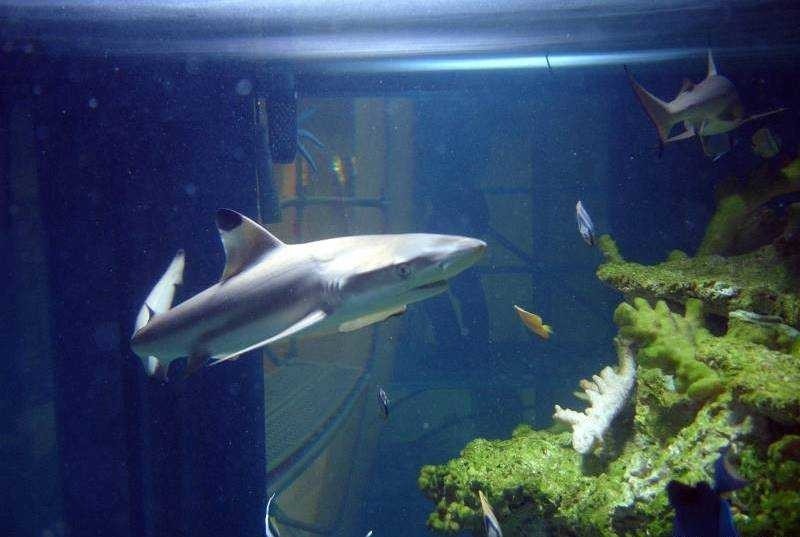 Rekin w akwarium w Arkadach Wrocławskich