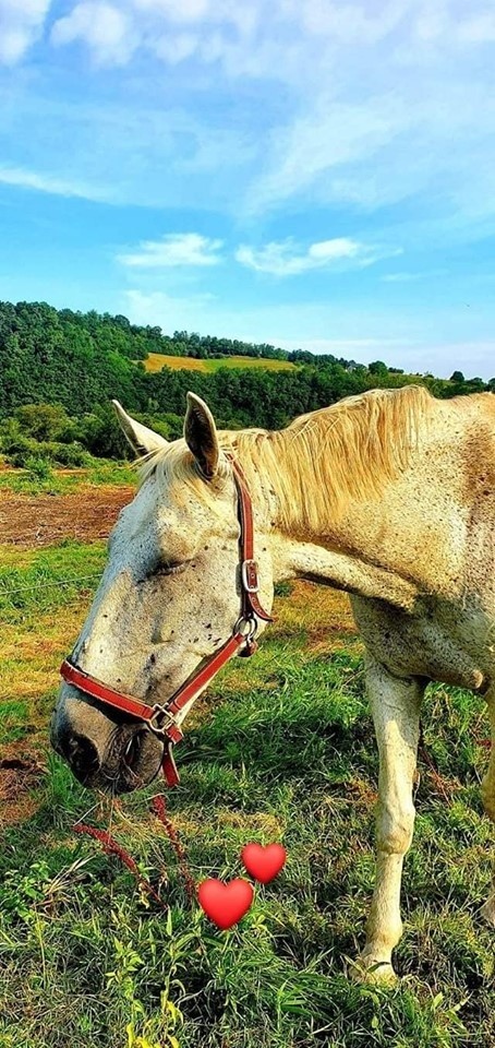 Kurów. Siedem koni ze Stadniny Klimkówka A. Wody nadal w rękach złodziei. Kamery zarejestrowały dwa samochody