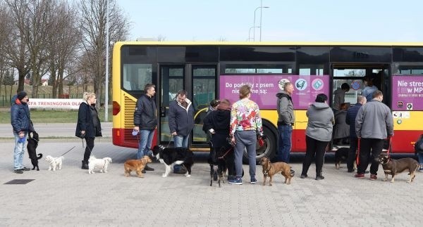 Chipowali w niedzielę za darmo psy i koty w autobusie MPK ZDJĘCIA