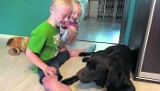 Labrador pomoże Mironowi z zespołem Downa. To pies terapeutyczny Fundacji Dog IQ z Katowic