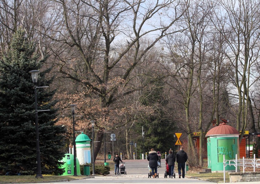 Pierwsze oznaki wiosny już w Parku Śląskim. Zakwitły...