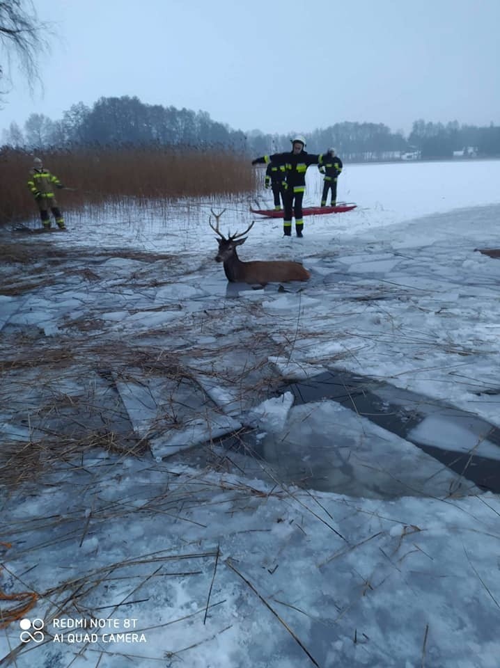 Akcja ratowania jeleni na jeziorze Ińsko w woj....