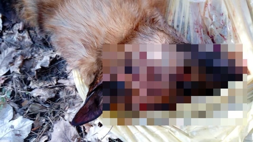 Skatowany pies porzucony w lesie w Mostach, w gminie Chęciny. Uwaga! Drastyczne zdjęcia