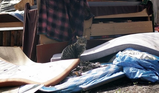 Stare materace i szmaty to idealne miejsce do rozmnażania się dzikich kotów. Nasz Czytelnik pan Kazimierzmówi, że wieczorami i nocami chodzą tu też lisy. To tylko krok od pojawienia się wścieklizny.