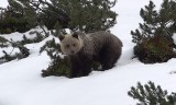 Tatry. Niedźwiedzie są głodne i szybkie. Drapieżniki buszują w śniegu w poszukiwaniu jedzenia [WIDEO]