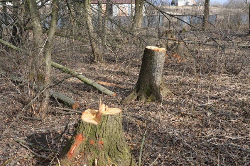 Tysiące drzew padły ofiarą zliberalizowanych przepisów...