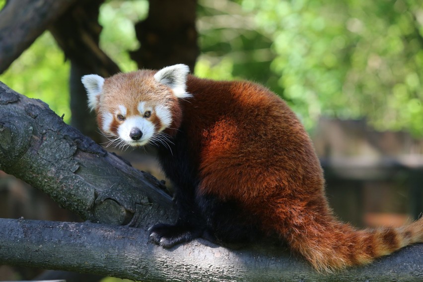 Pandy małe (czerwone) ze śląskiego zoo