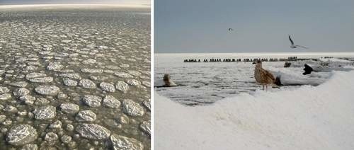 Na Bałtyku pojawiła się lodowa kra.