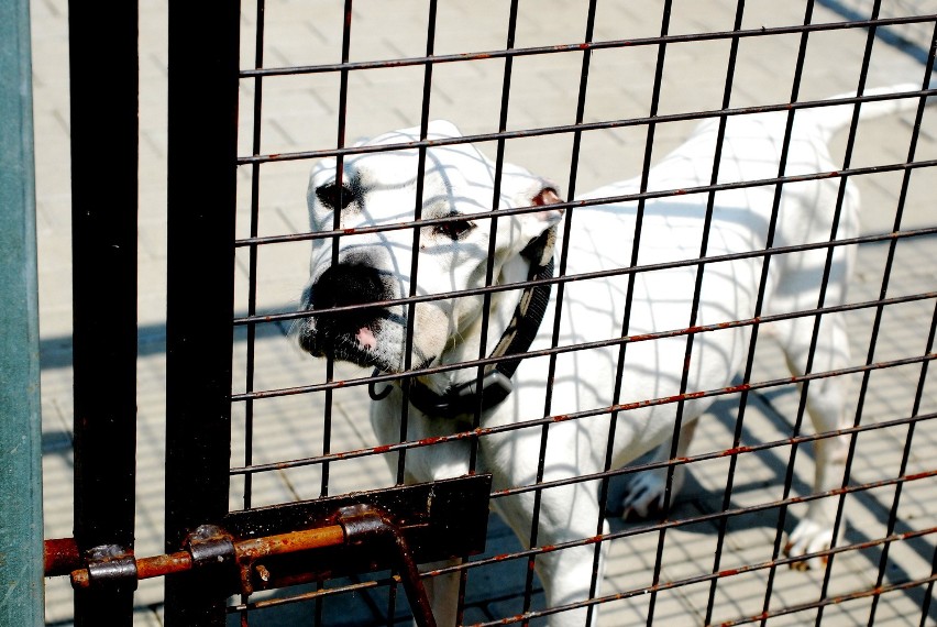 Wizyta w rudzkim schronisku dla zwierząt: Beluś to szeryf schroniska