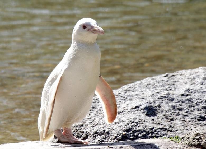 Gdańskie zoo uczciło pierwsze urodziny niezwykłej pingwinicy. Kokosanka odebrała prezent z rąk opiekuna