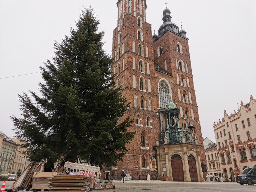 Na Rynku Głównym w Krakowie stanęła choinka. Robi wrażenie! Będzie też energooszczędna