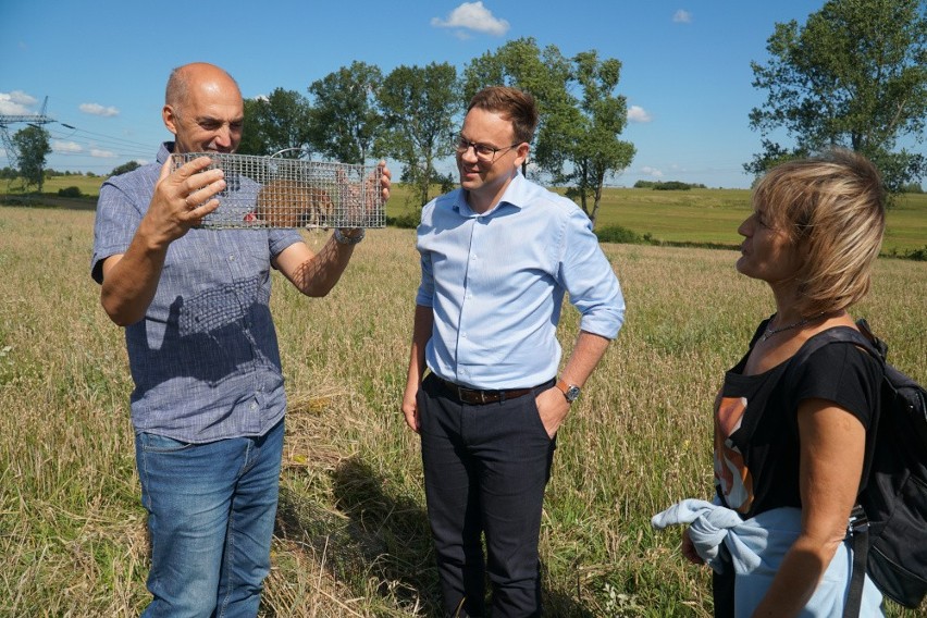 Kolejne chomiki zamieszkały w Jaworznie. Miasto dba o ich populację, ponieważ to gatunek zagrożony wyginięciem