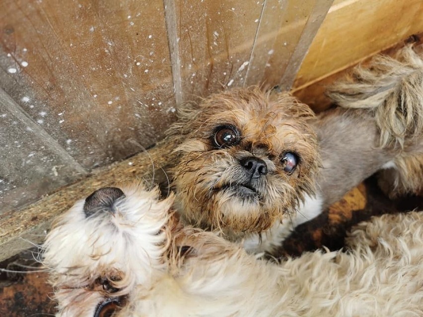 Animalsi interweniowali w powiecie kartuskim. Uratowali 78 psów z  pseudohodowli | Dziennik Bałtycki