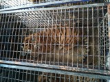 Tygrysy trafiły do zoo Canpol koło Człuchowa. Dwa samce z transportu zatrzymanego na polsko-białoruskiej granicy są w dość dobrym stanie