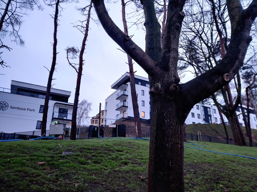 Będzie wycinka drzew w Parku Urszulanek. Gdyńscy urzędnicy podkreślają, że te zagrażają mieszkańcom