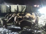 Wypadek TIR-a z trzodą chlewną w Przykosach. 23 świnie nie przeżyły
