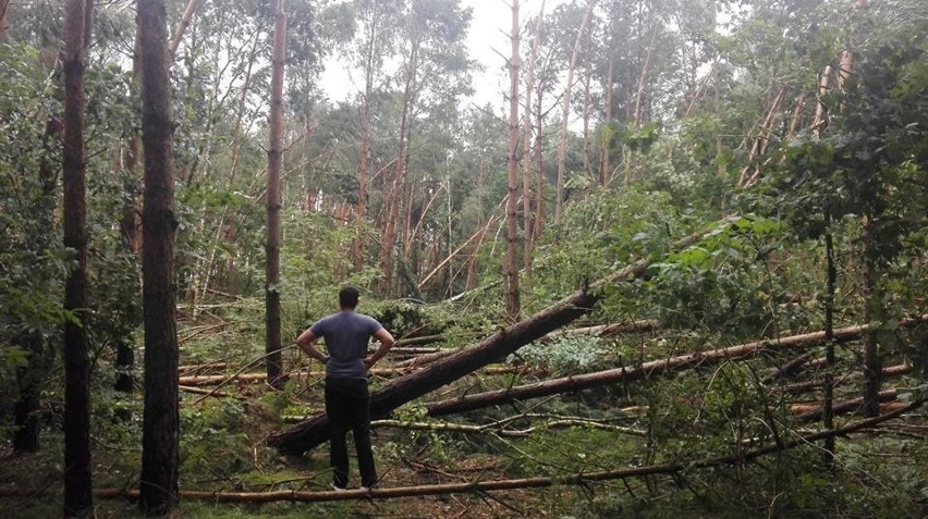Tysiące hektarów zniszczonego lasu. Obowiązują zakazy wstępu