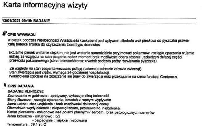 Suczka poparzona żrącym środkiem walczy o życie