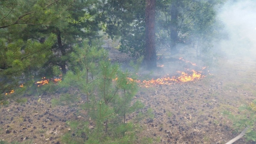 Do groźnego pożaru lasu mogło dojść w lesie w Sielpi