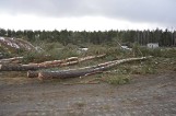 W miejscu wycinki kilkuset drzew w Łebie muszą posadzić 17 tys. sosen! [zdjęcia]