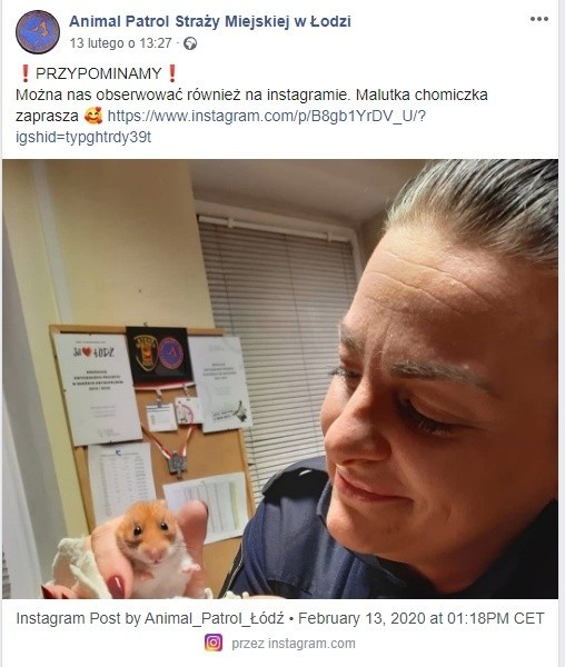 Ocalony chomik z Łodzi robi furorę na Facebooku i Instagramie. Zajmuje się nim Animal Patrol Straży Miejskiej