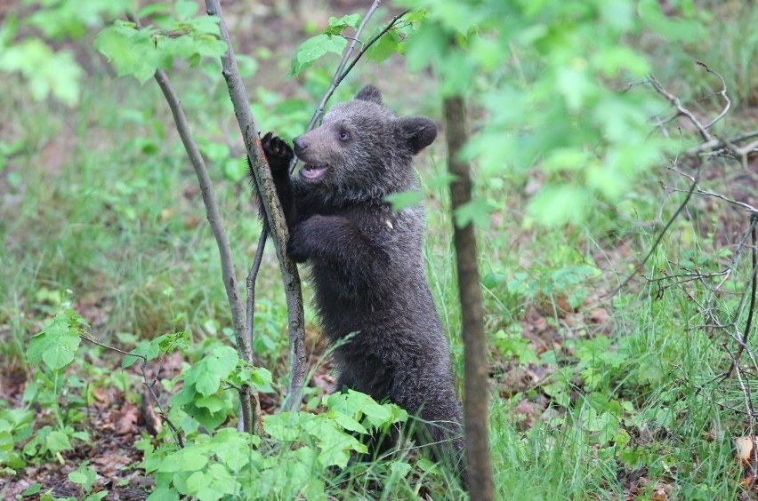 Zoo Poznań: Niedźwiedzica Cisna debiutuje na wybiegu