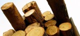 Nielegalnie wywozili drewno z lasu w okolicach Człuchowa