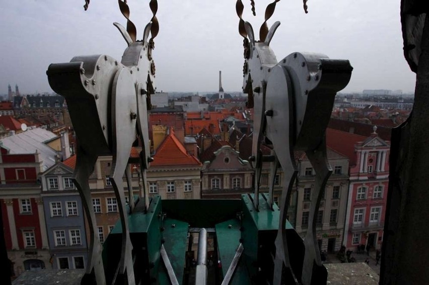 Koziołki w Poznaniu będą się trykać co godzinę? Jest szansa!