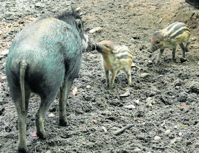 Małe świnki mieszkają z dumną mamą na wybiegu