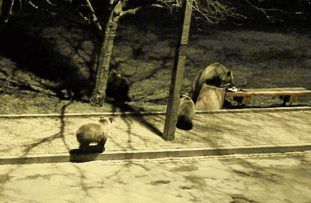 Kadr z filmu, na którym widać niedźwiedzie na ul. Strążyskiej