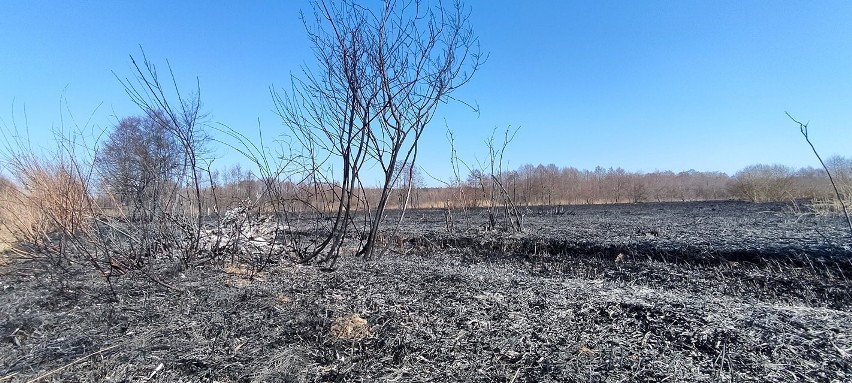 Pożar traw w Umianowicach. Tak wygląda zdewastowane Ponidzie. Zobacz zdjęcia