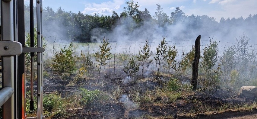 Ogień objął teren lasu w Gajewie o powierzchni prawie...