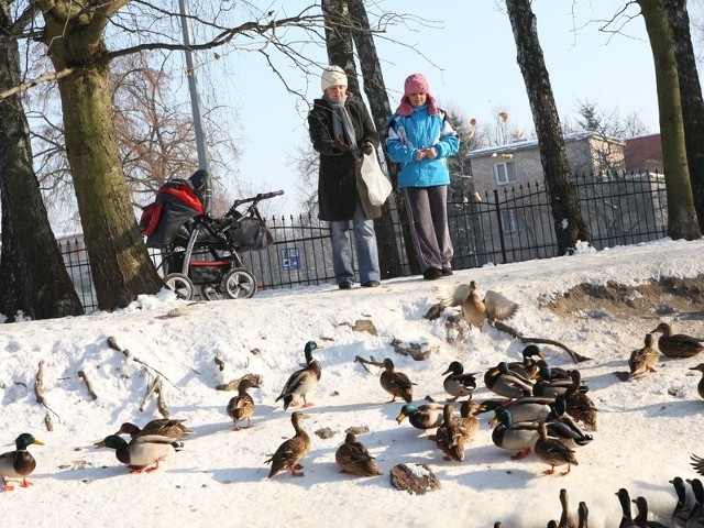 Słupsk, bulwar nad Słupią. Dokarmianie ptaków jest bardzo wychowawcze. Trzeba jednak pamiętać, abydokarmiać umiejętnie. 