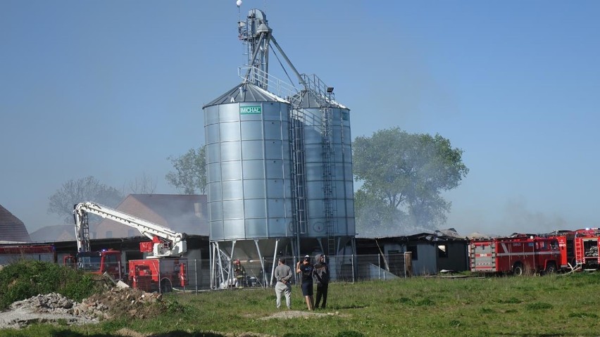 Pożar chlewni w Wychowańcu. Zginęło kilka tysięcy świń. Na...